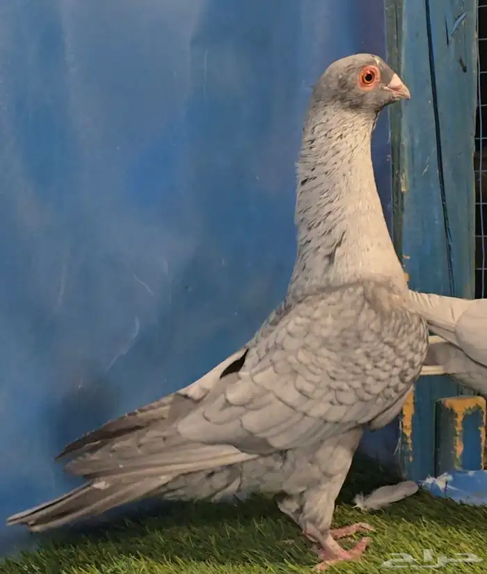 جوز قرقاطي بطل تم البيع 1