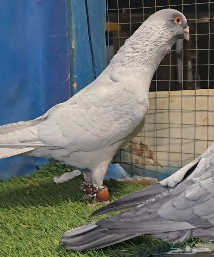 جوز قرقاطي بطل تم البيع 0