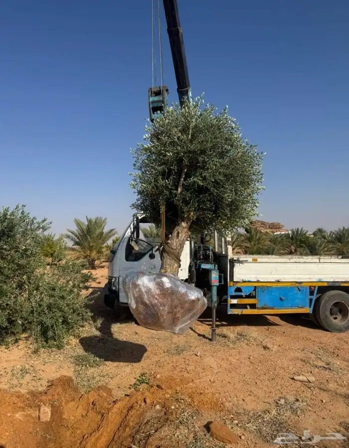 زيتون ونخل واشنطني 3