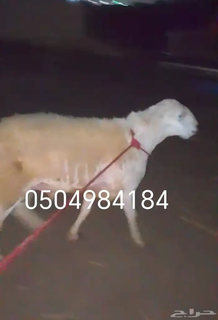 فحل حىي صنف 0