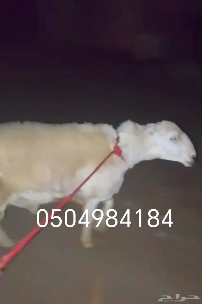 فحل حىي صنف 1