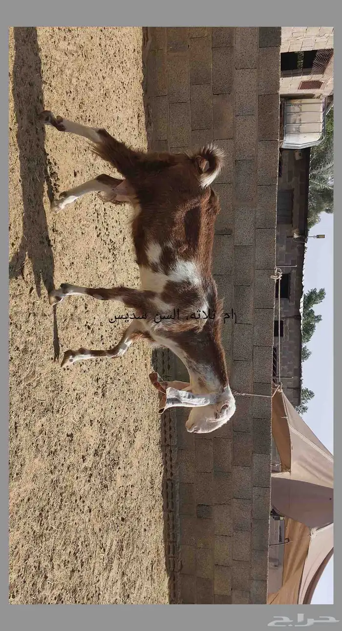 معزا مطوره حجازيه متابيع و دفيع 2