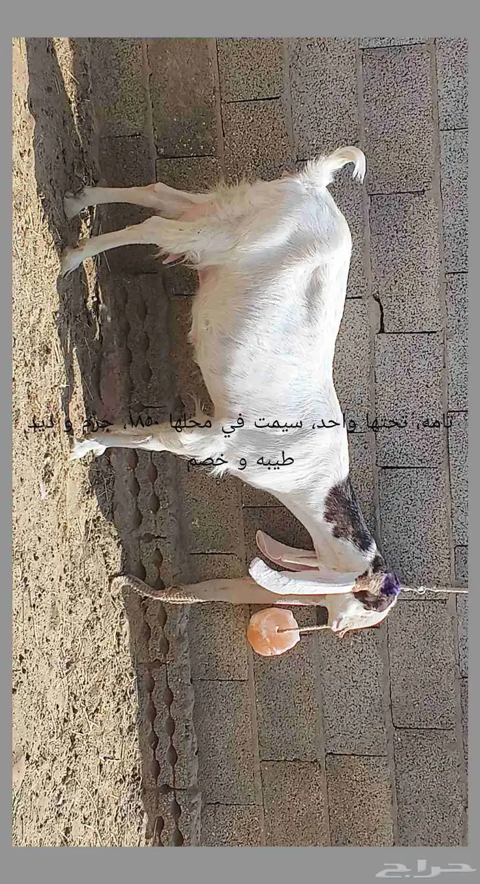 معزا مطوره حجازيه متابيع و دفيع 4