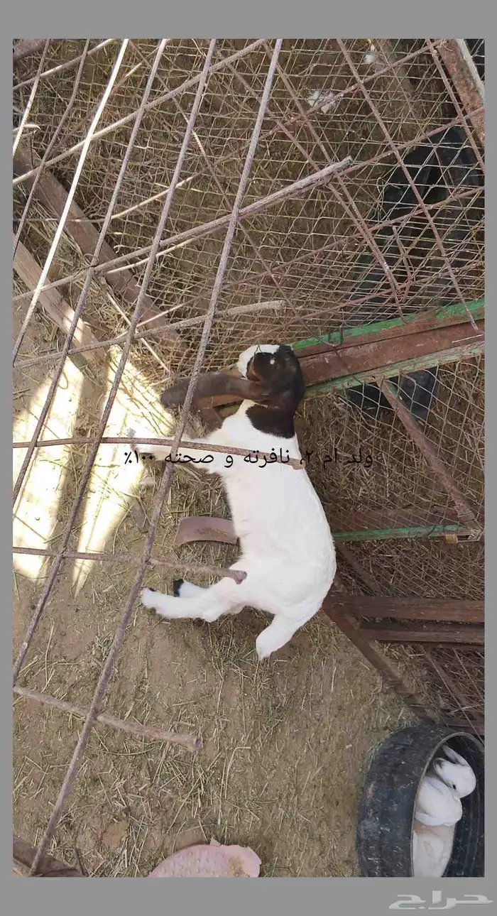 معزا مطوره حجازيه متابيع و دفيع 8