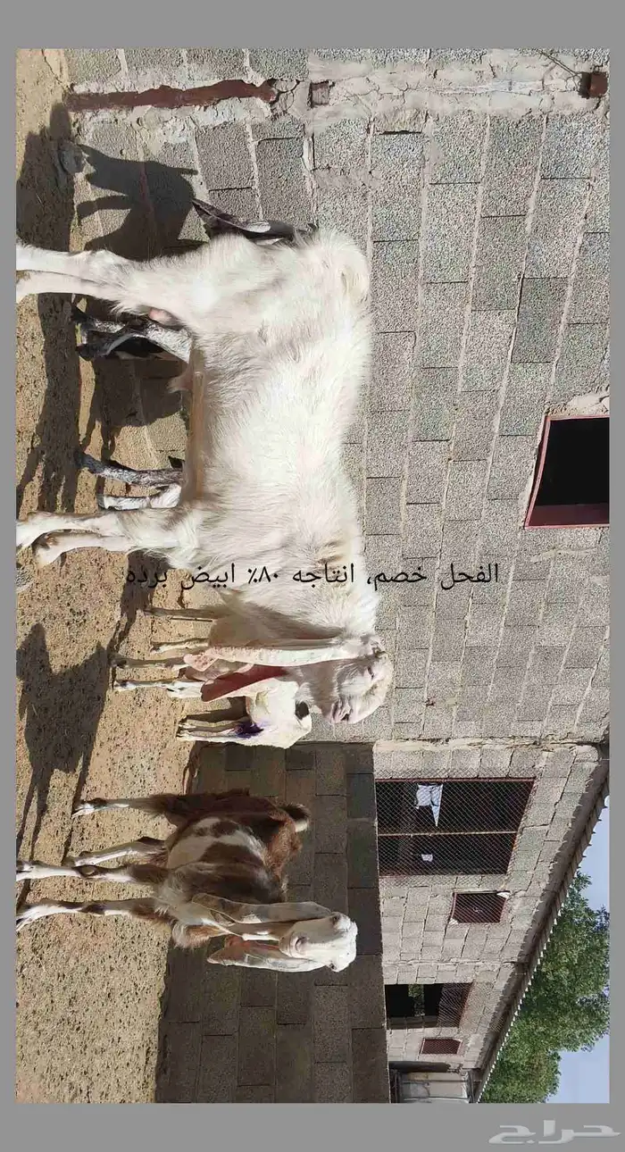 معزا مطوره حجازيه متابيع و دفيع 0