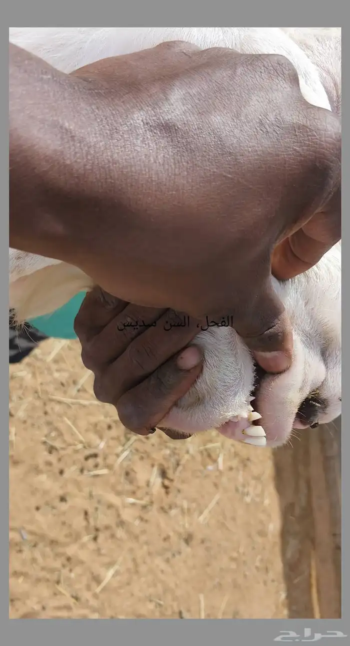 معزا مطوره حجازيه متابيع و دفيع 1