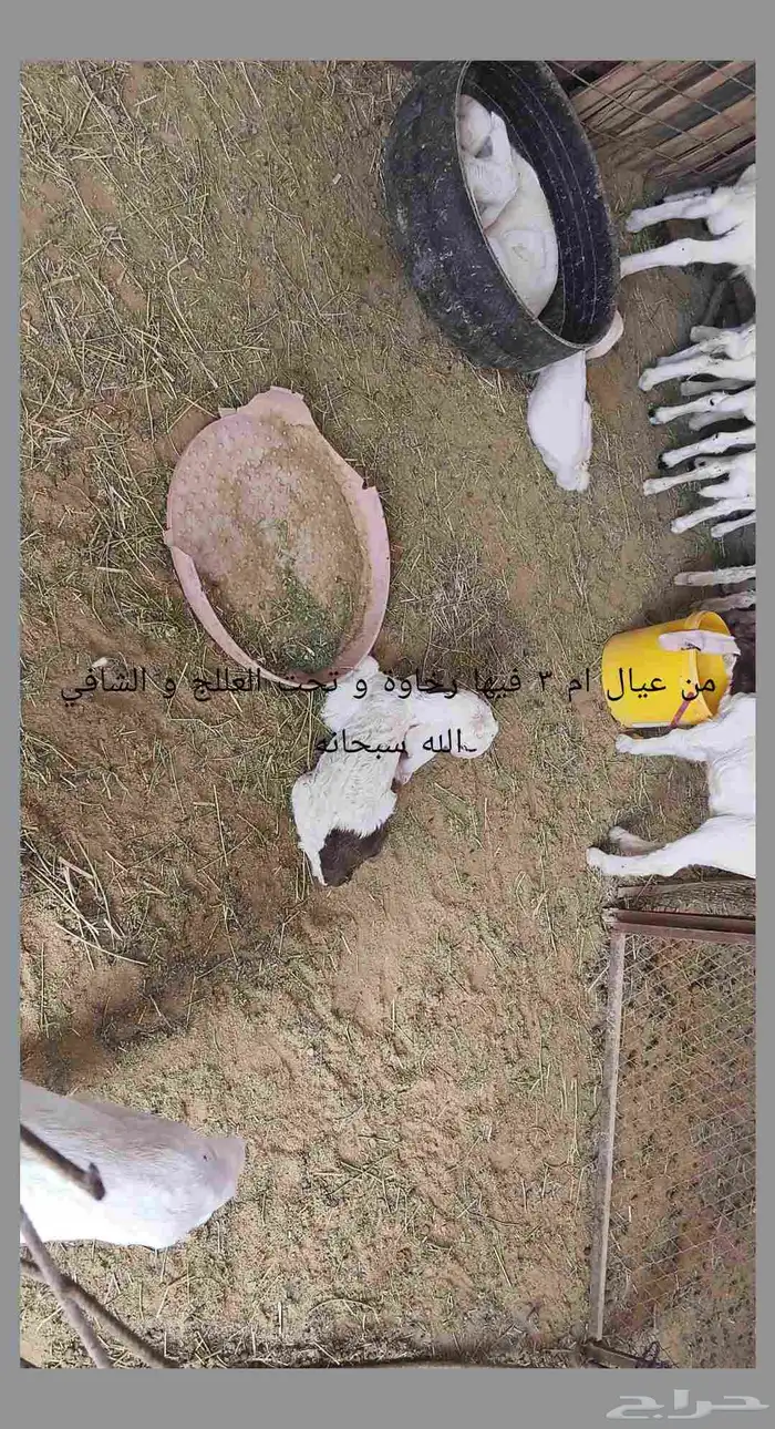 معزا مطوره حجازيه متابيع و دفيع 3