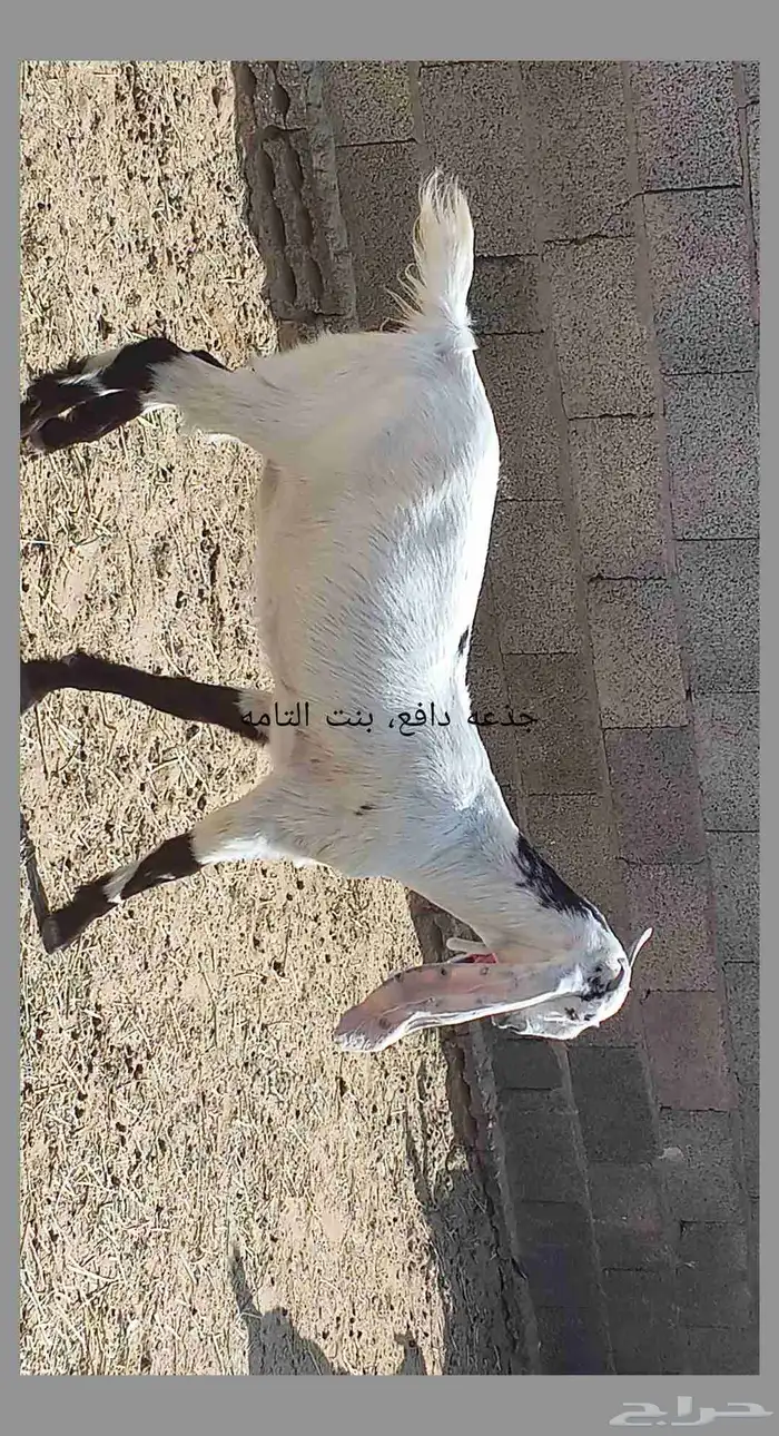 معزا مطوره حجازيه متابيع و دفيع 9