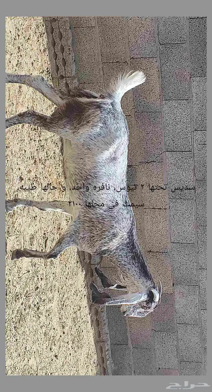 معزا مطوره حجازيه متابيع و دفيع 6