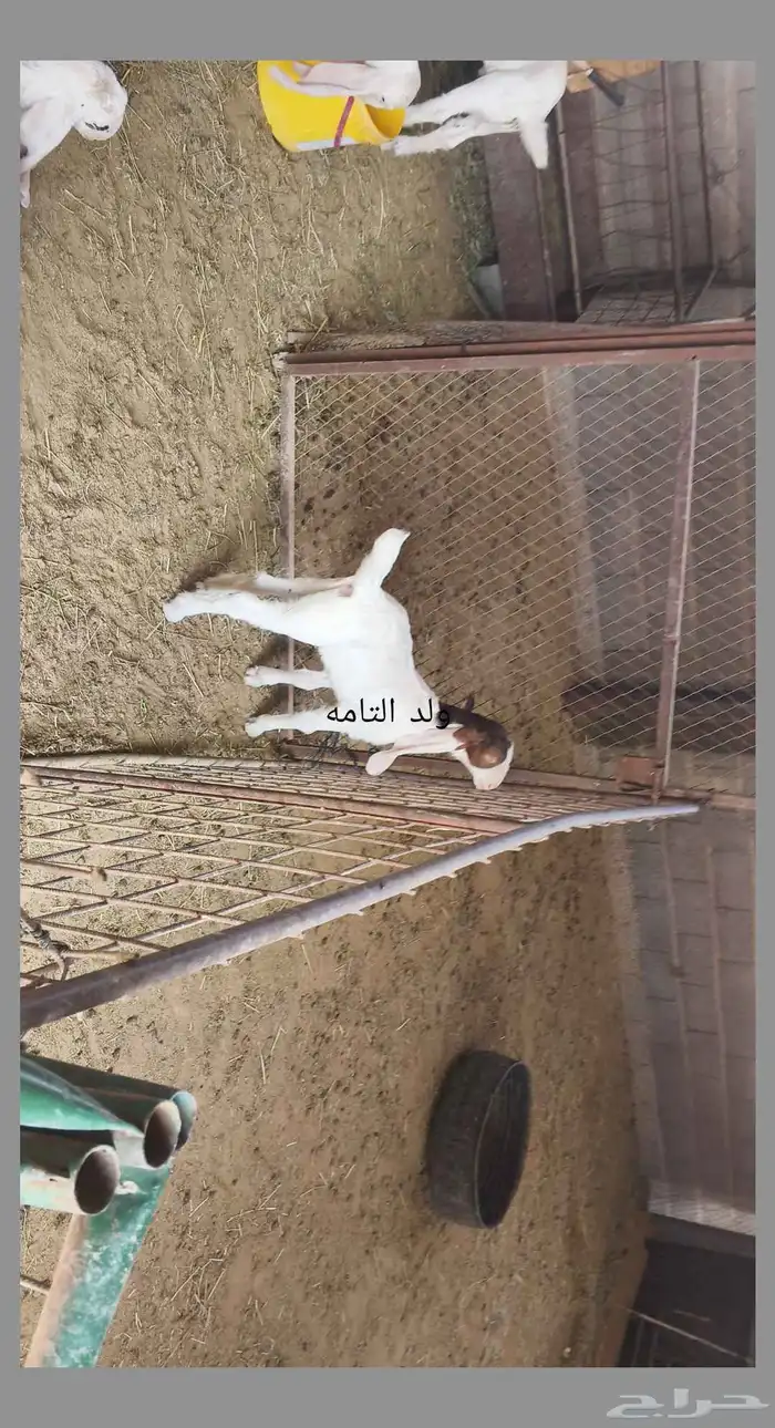 معزا مطوره حجازيه متابيع و دفيع 5