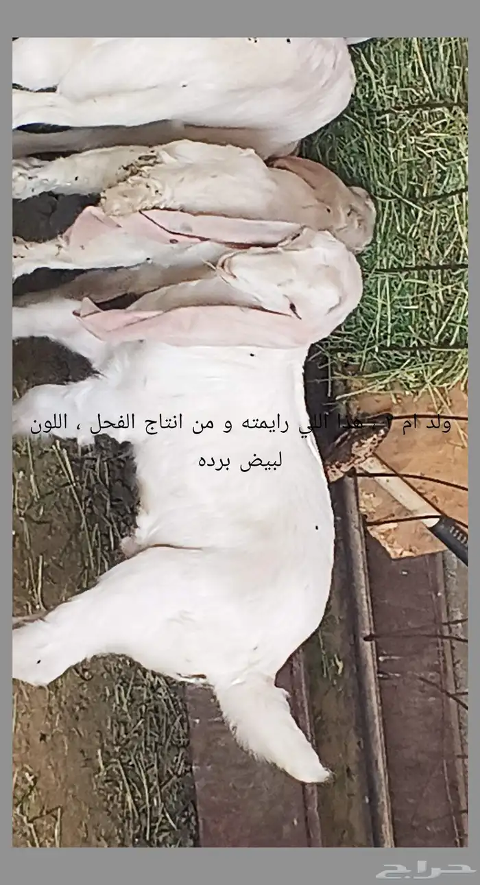 معزا مطوره حجازيه متابيع و دفيع 7