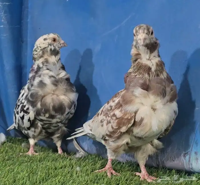 جووز كشكي مرتب تم البيع 4