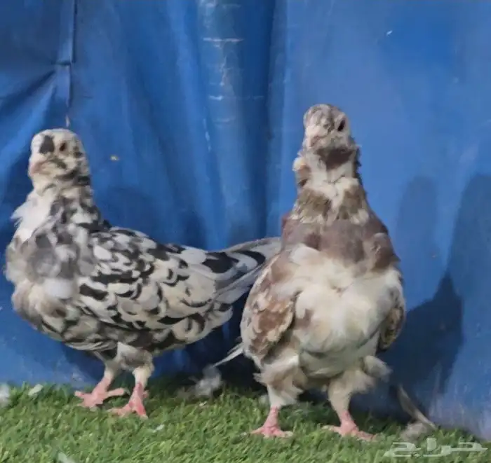 جووز كشكي مرتب تم البيع 3