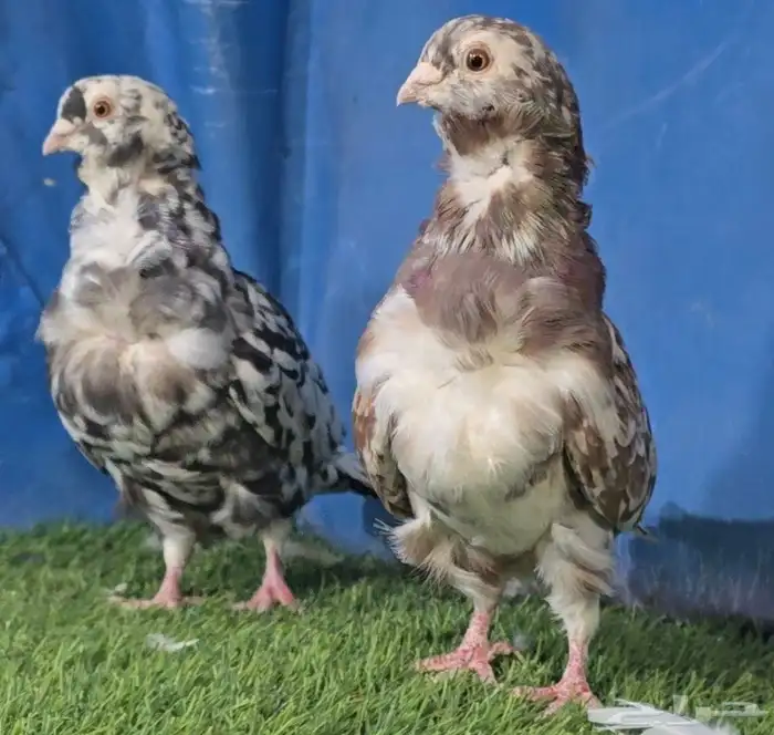 جووز كشكي مرتب تم البيع 2