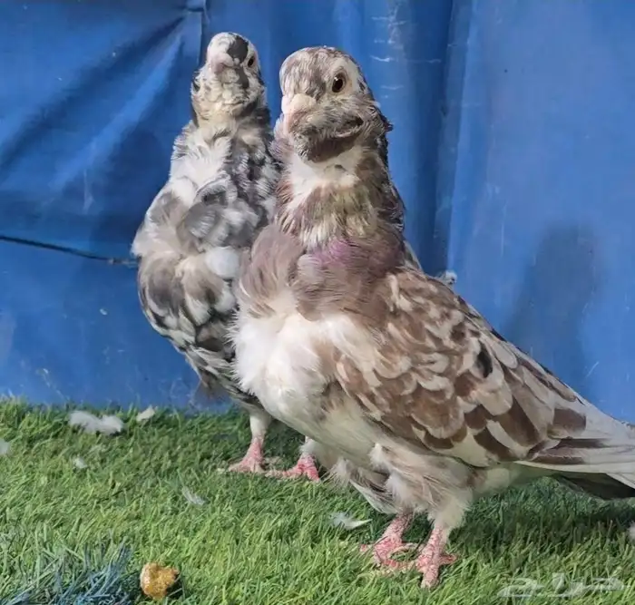 جووز كشكي مرتب تم البيع 0