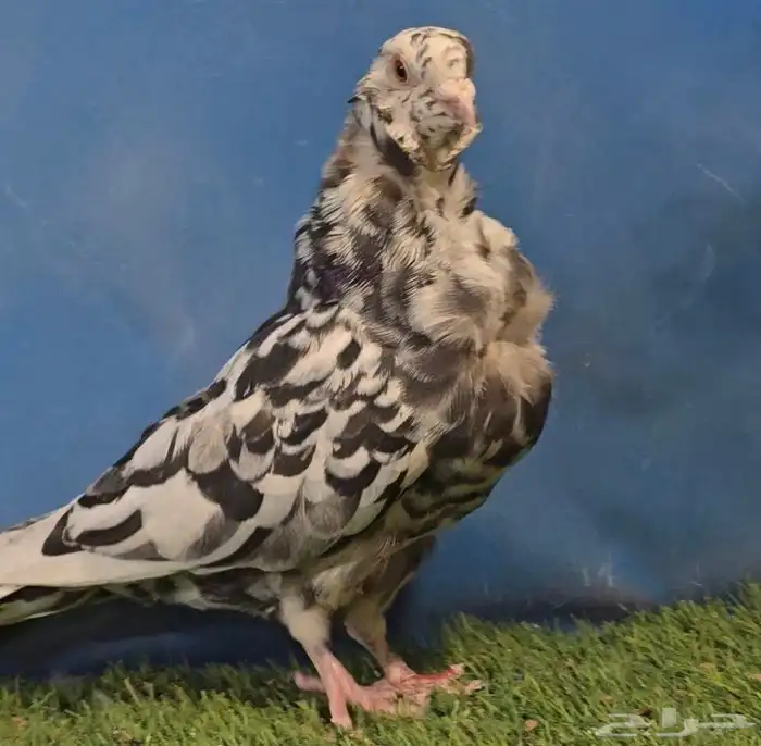 جووز كشكي مرتب تم البيع 5