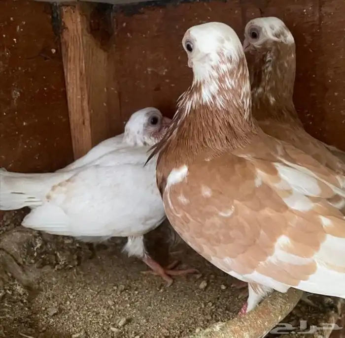 جوز شورت فيس منتج معه فرخ 0