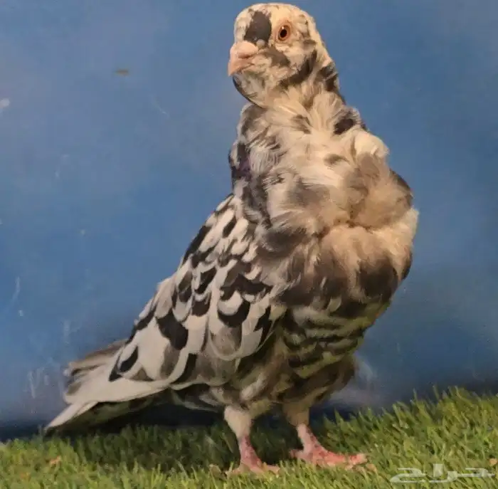 جووز كشكي مرتب تم البيع 1