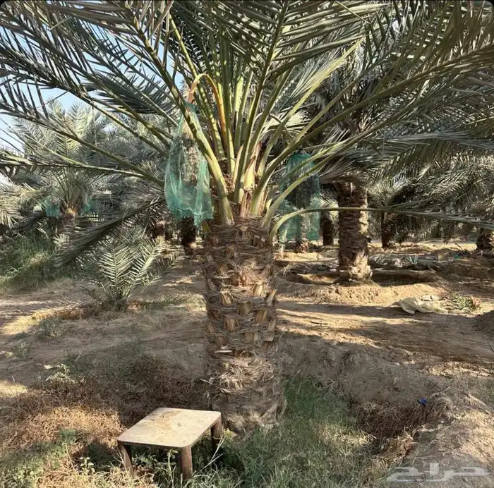 نخل للبيع مثمر نقايل جثايث خلاص صقعي سكري سلج شيشي غر ونانه 3