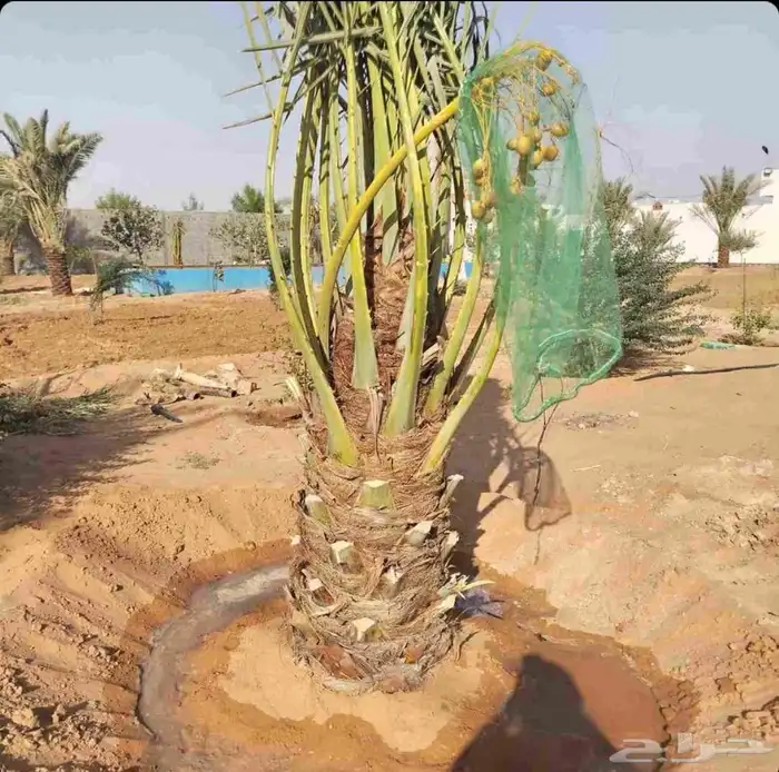 نخل للبيع مثمر نقايل جثايث خلاص صقعي سكري سلج شيشي غر ونانه 9