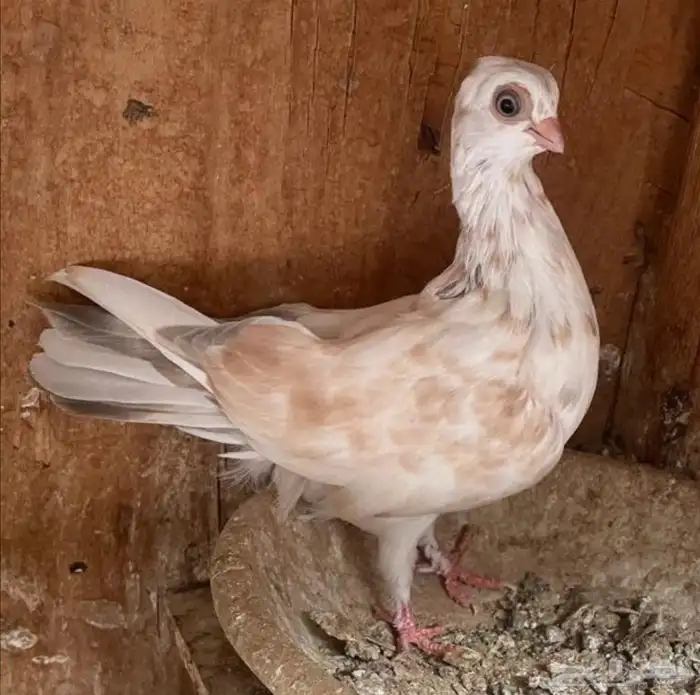 جوز شورت فيس منتج معه فرخ 7