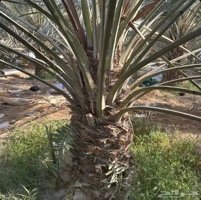 نخل للبيع مثمر نقايل جثايث خلاص صقعي سكري سلج شيشي غر ونانه 1