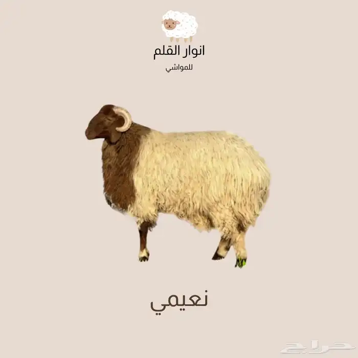 بيع ذبايح دفعات عن طريق تمارا 0
