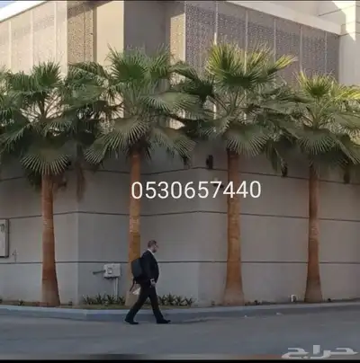 نخل واشنطني نخيل index