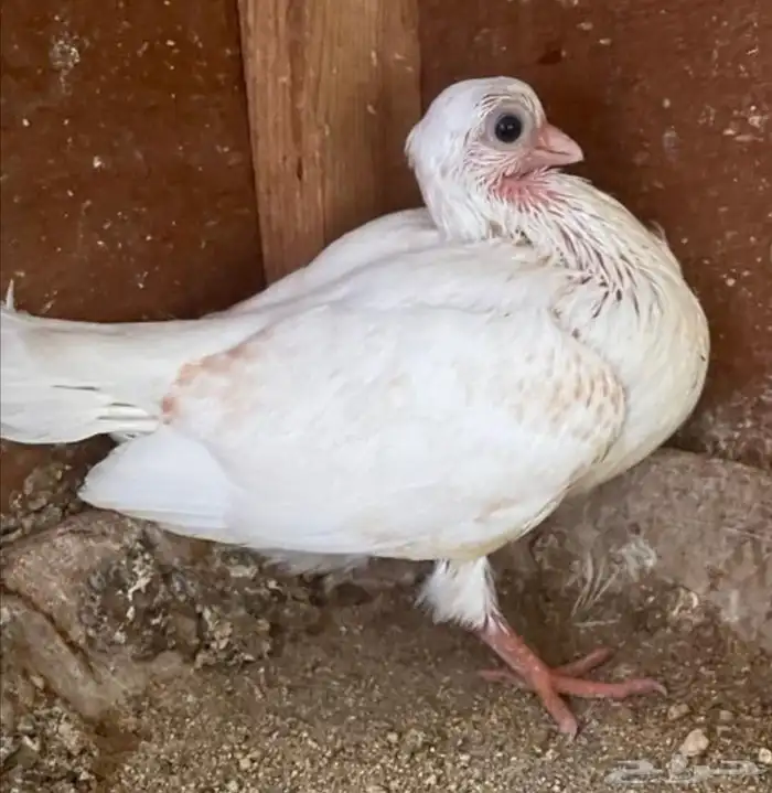 جوز شورت فيس منتج معه فرخ 3