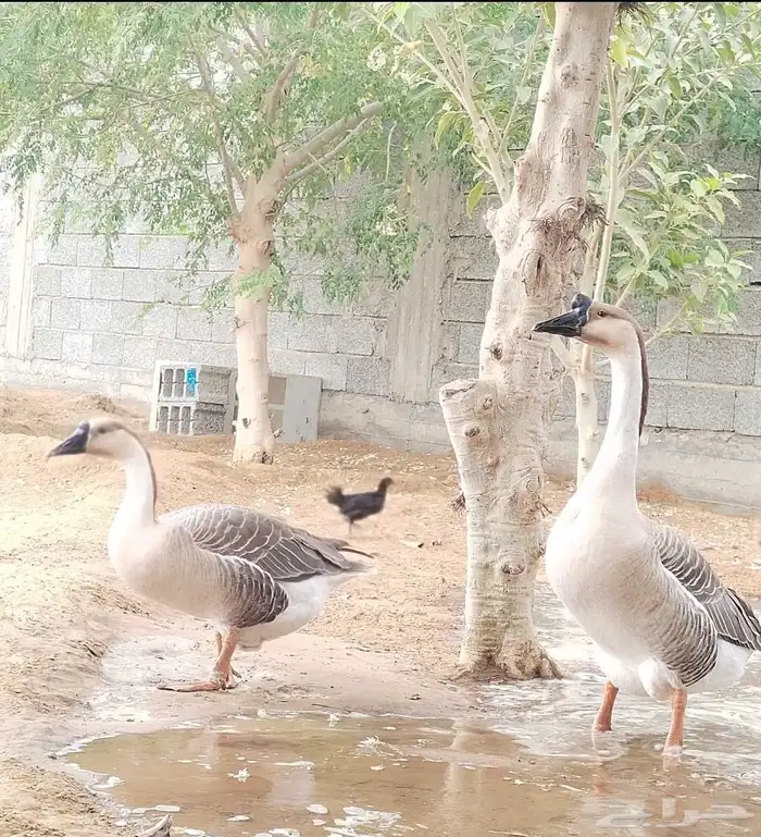 وز عراقي اصيل كوبرا للبيع 2