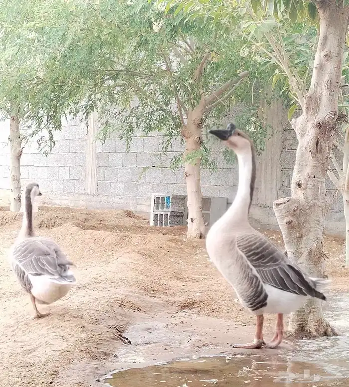 وز عراقي اصيل كوبرا للبيع 1