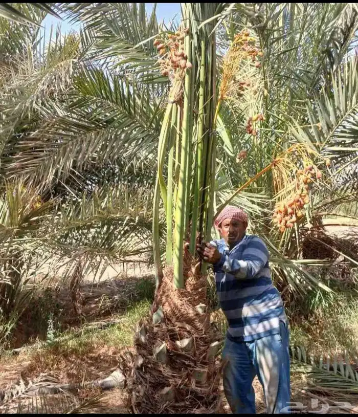 نخل للبيع مثمر نقايل جثايث خلاص صقعي سكري سلج شيشي غر ونانه 5