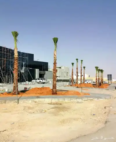 نخل واشنطني نخيل index