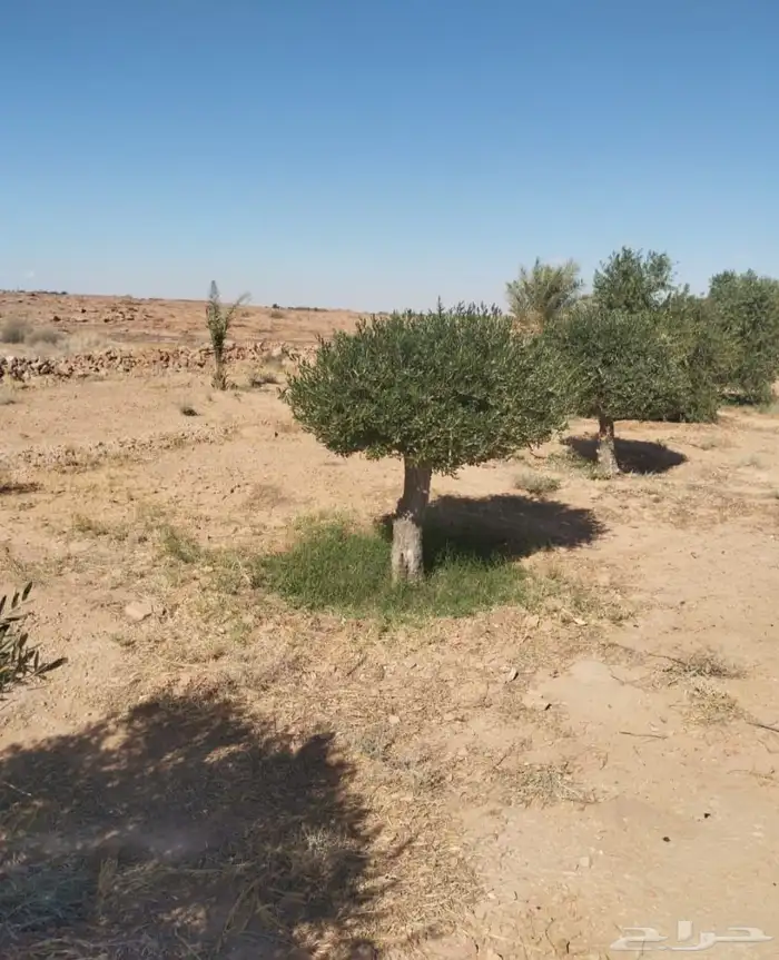 زيتون ونخل واشنطني 0