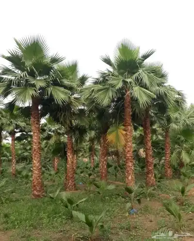 نخل واشنطني نخيل index