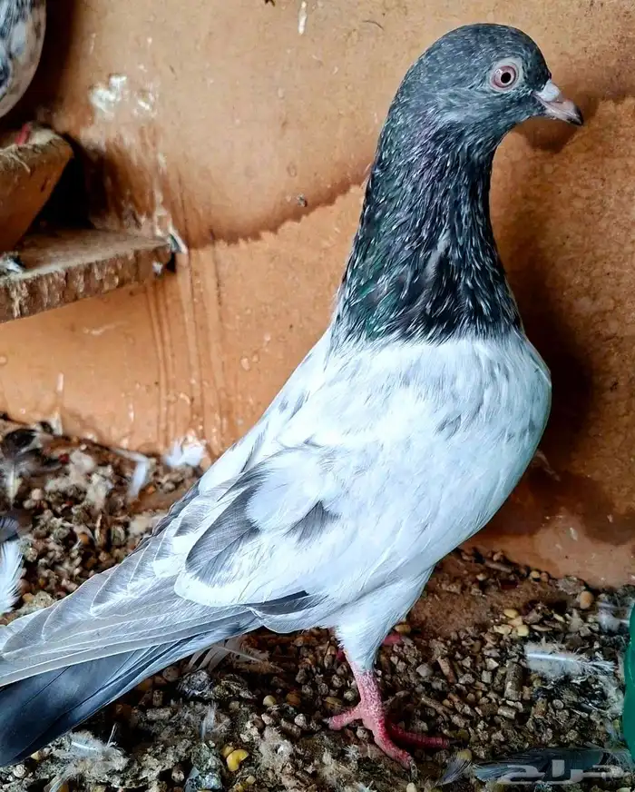 ذكر باكستاني قودلدن بيور 2