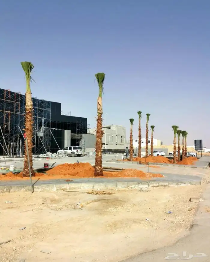 نخل واشنطني نخيل 6