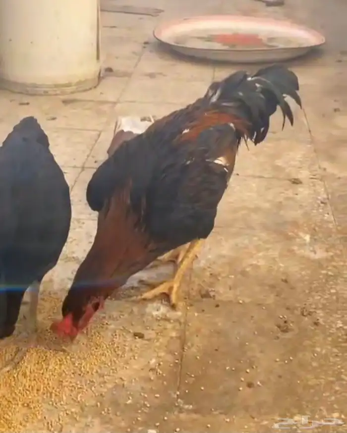 ديك باكستاني مطور 11