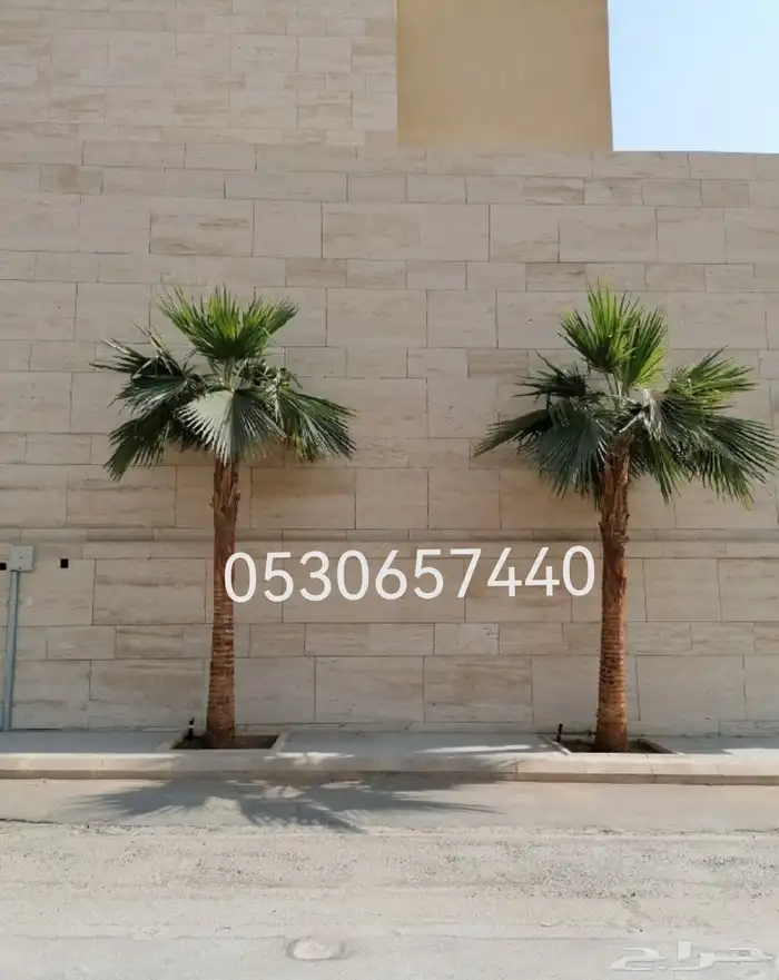 نخل واشنطني نخيل 3