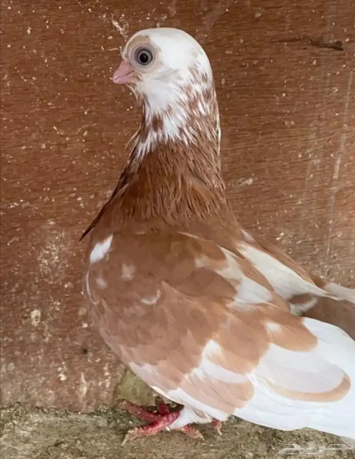 جوز شورت فيس منتج معه فرخ 5