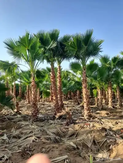 نخل واشنطني نخيل index