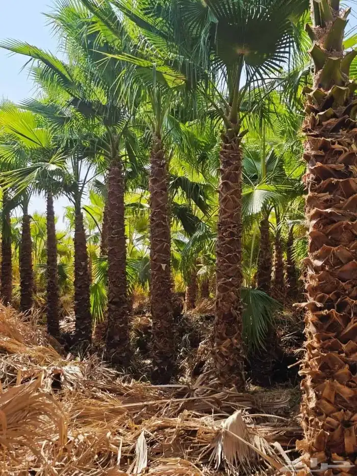 زيتون ونخل واشنطني 4