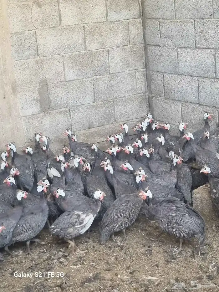 دجاج حبشي ألوان وأنواع دواجن رومي وز بط دجاج 7