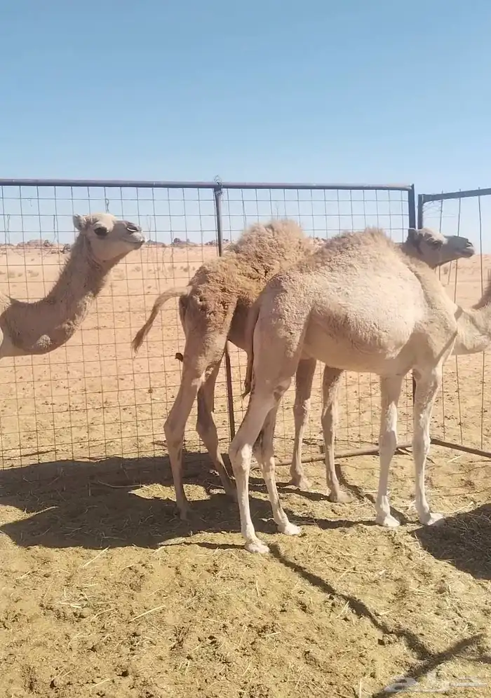 حشو طيبات للبيع 1