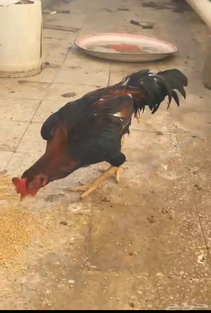 ديك باكستاني مطور 12