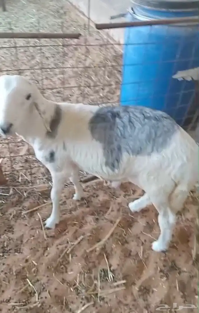 طلي سواكني للبيع 0