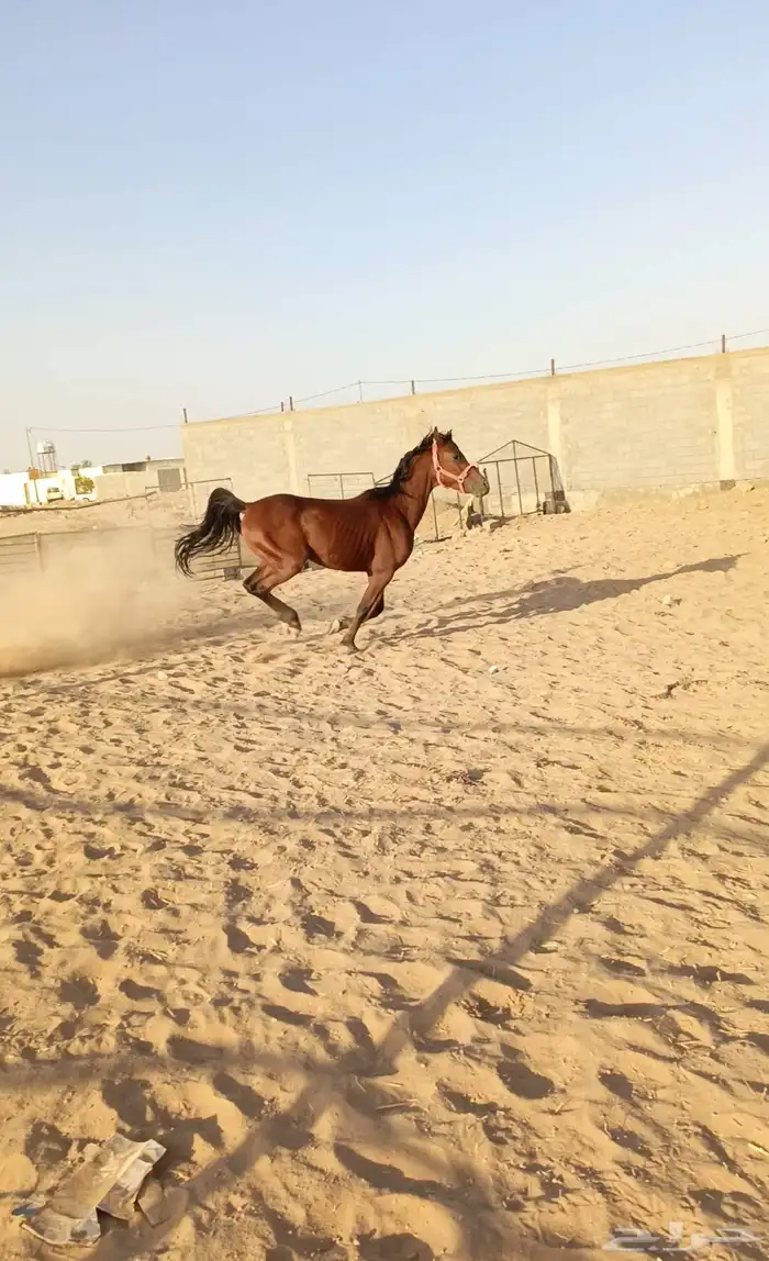حصان للبيع 1