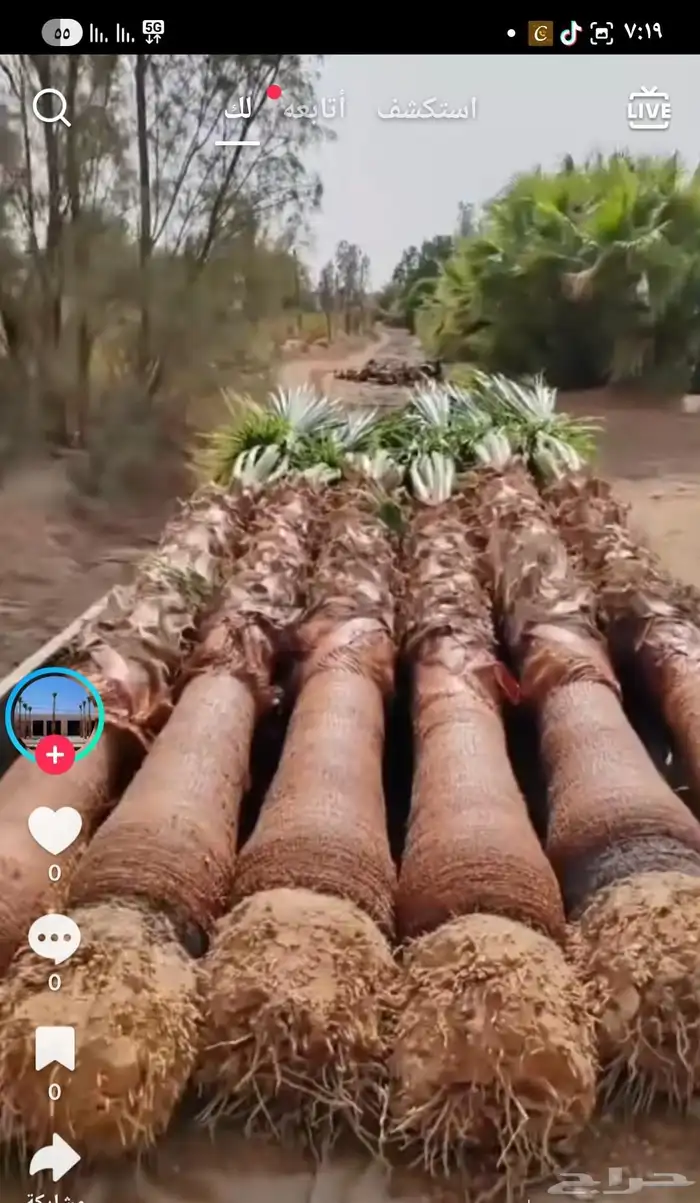 جميع انواع النخيل متوفر وجميع انواع الشبوك 1