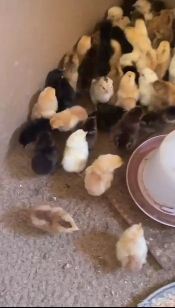 صوص فرنسي احمر وبيض فرنسي مخصب 1