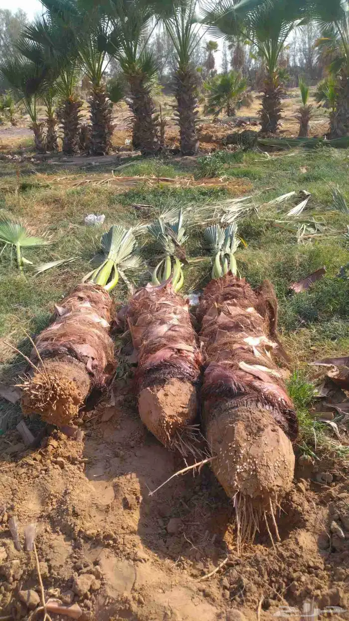 جميع انواع النخيل 4